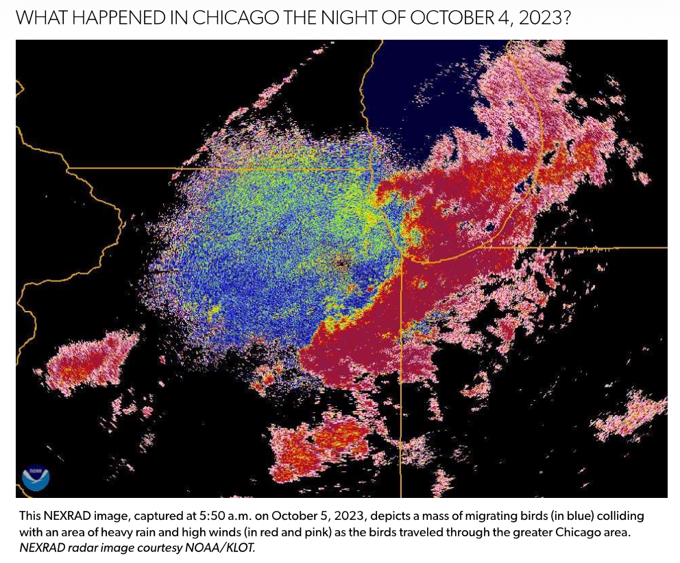 NEXRAD radar image from 5:50 a.m. on October 5, 2023 showing a mass of migrating birds (blue) colliding with heavy rain and high winds (red and pink) over the greater Chicago area.