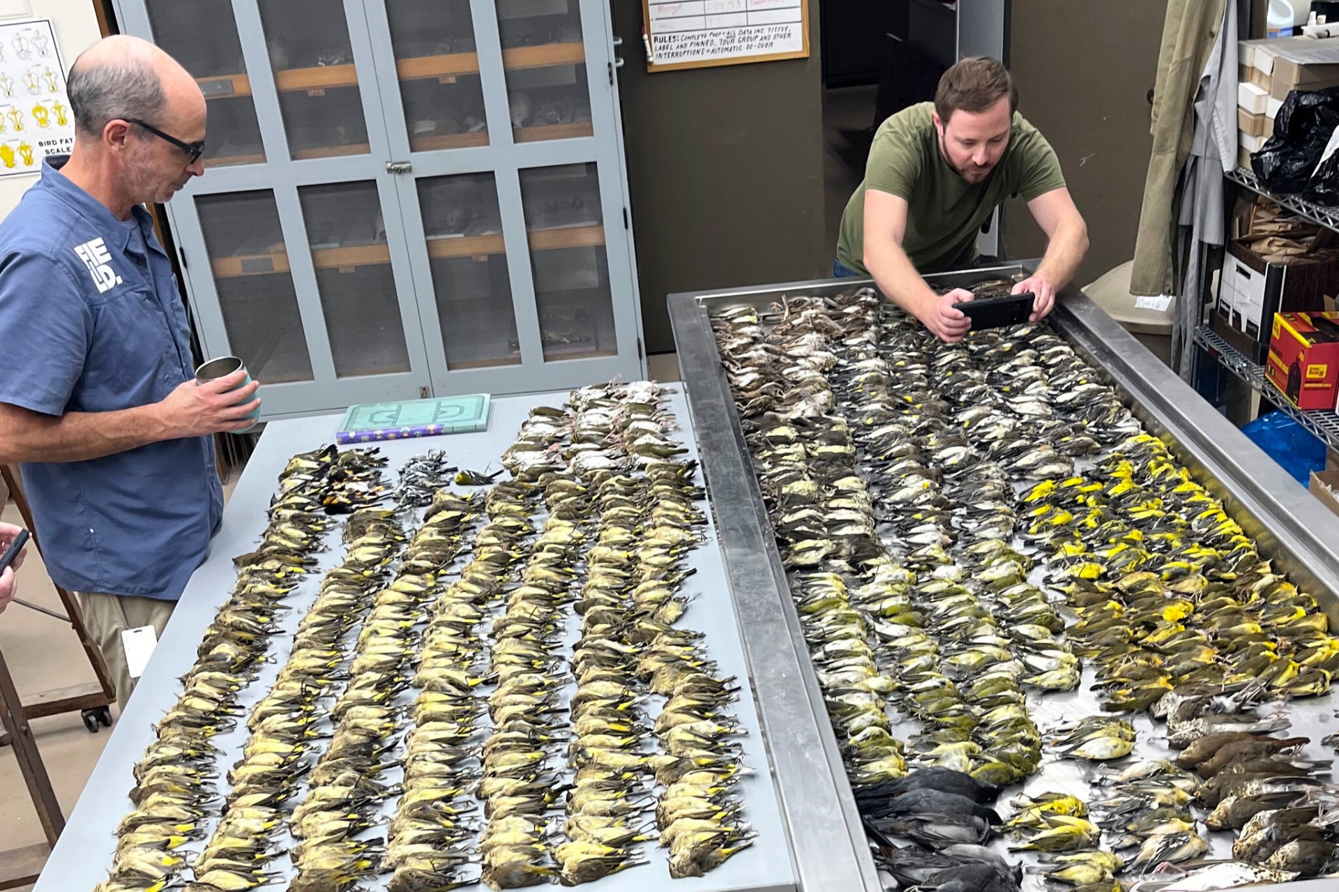 Hundreds of dead migratory songbirds laid out in rows on metal trays at the Field Museum in Chicago after the October 2023 McCormick Place collision event.