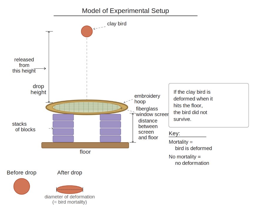 Model of experimental setup: a clay bird is dropped from a set drop height onto a fiberglass window screen stretched in an embroidery hoop, held above the floor by stacks of blocks. Mortality is measured by deformation of the clay bird.